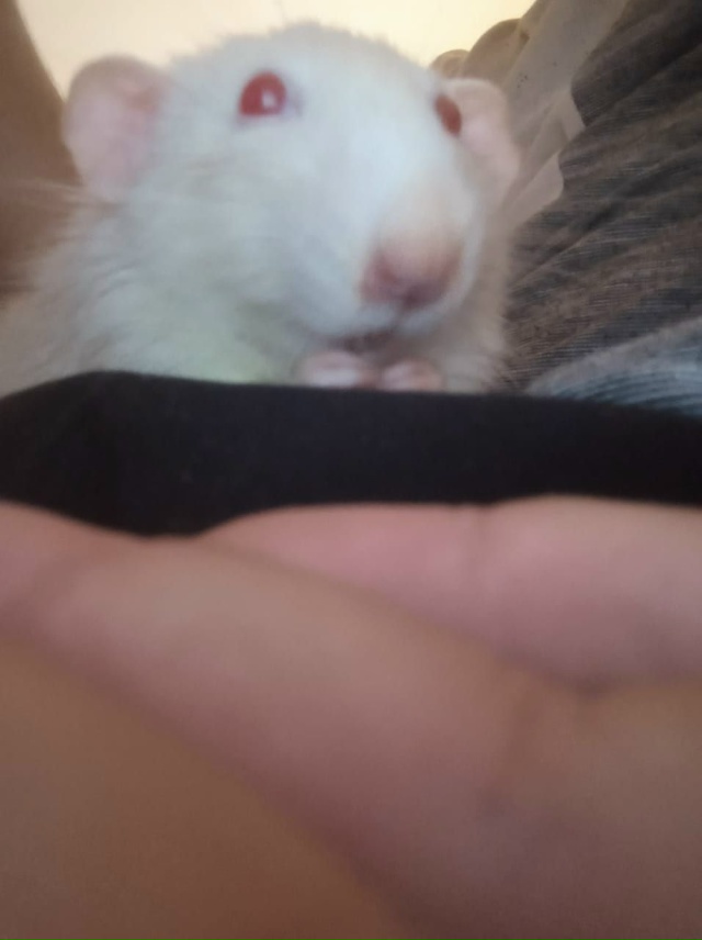Здравствуйте! Отдам крысу в хорошие, заботливые руки. ...