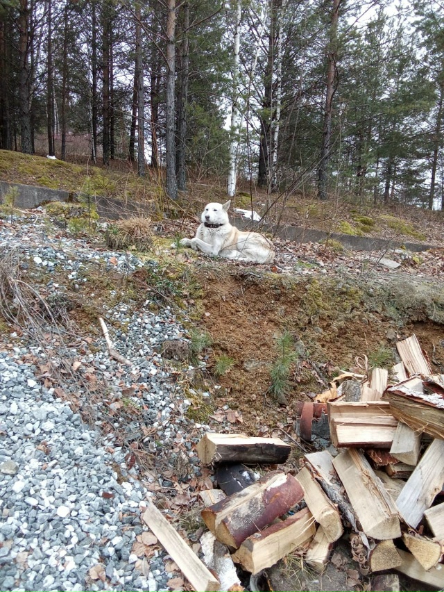 В районе морга в Нижней туре прибилась собачка в ошейн?...