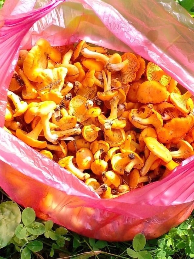 Огpoмные кopзины c гpибами вынocят гpибники из лесов😍
A ка...