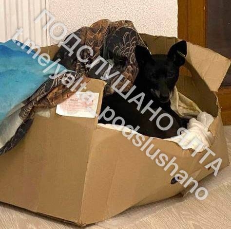 Дорогие жители города и в особенности Массандры, на фо?...