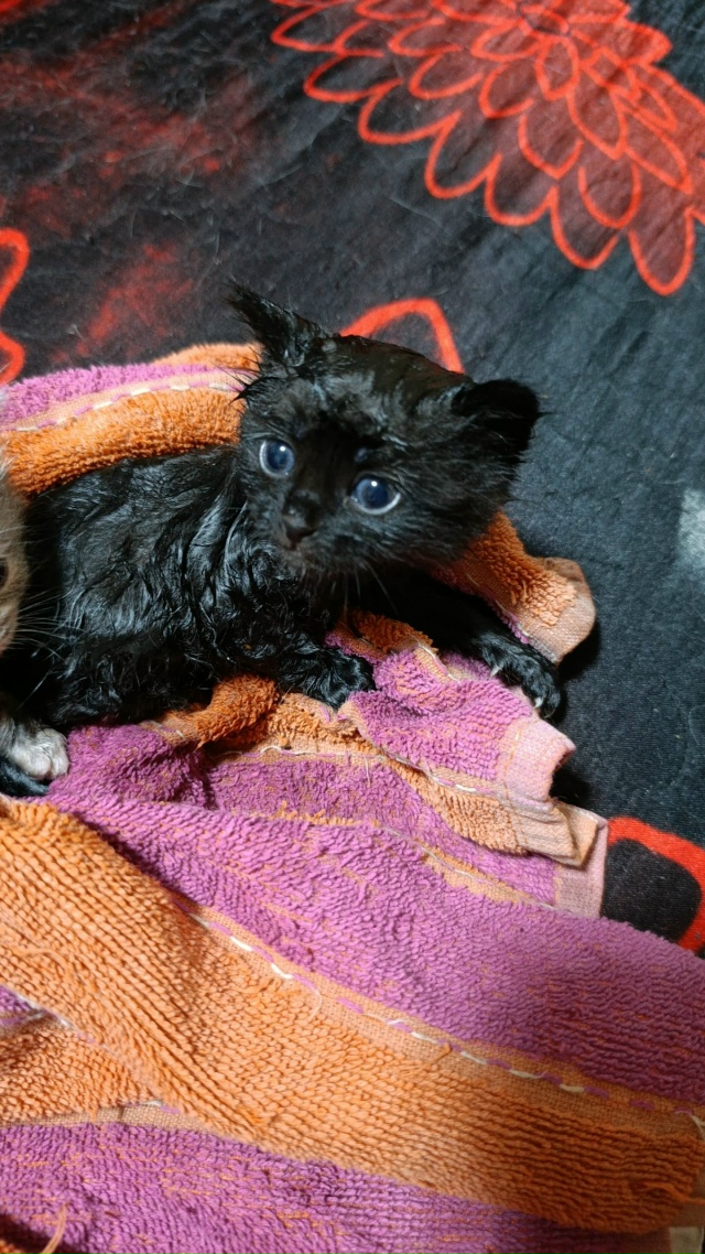 Добрый вечер, Алатырь! Хотелось бы очень сильно увидет?...