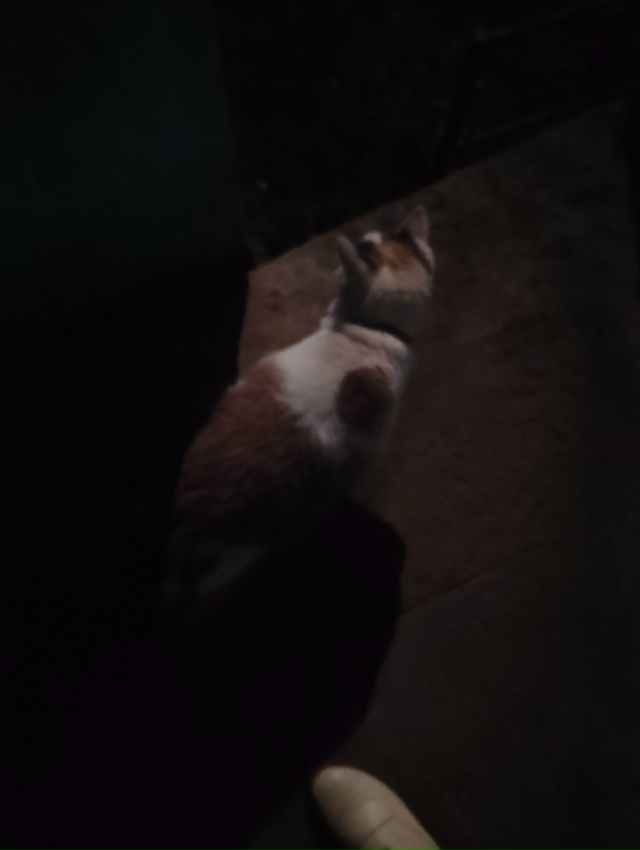 Чей потеряшка? Ухоженный, темный ошейник, видно что дом...