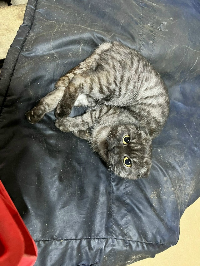 Доброе утро.На пищевом предприятии живёт кошка.С одним...