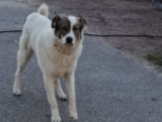 ЛО, Отрадное, к.п. Невская Отрада! 🔴‼️Чей собакен?🔴🆘...