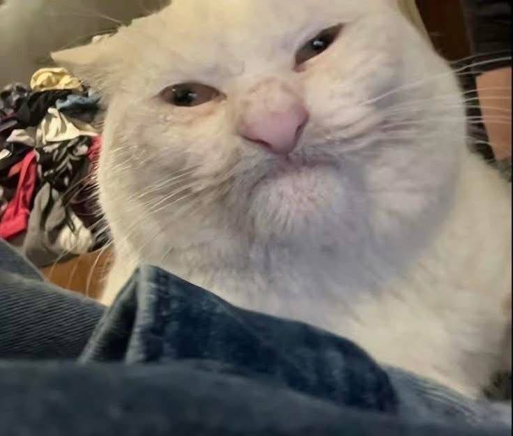 Я пытаюсь почесать ебальник с помощью мимики, потому что только что наложила слой тоналки и если поч