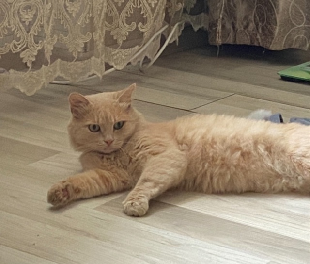 Пропал кот.В районе пожарного пруда.Был в красном ошей?...