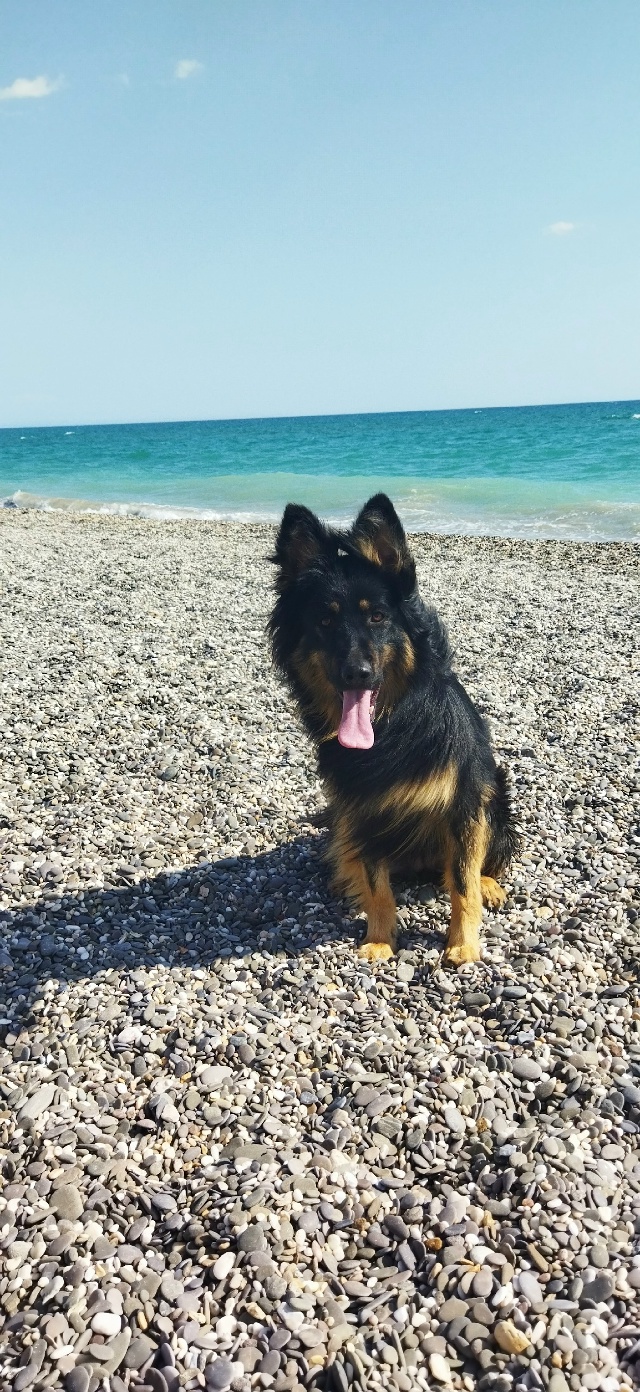 Здравствуйте. Помогите пожалуйста найти собаку, кличк?...