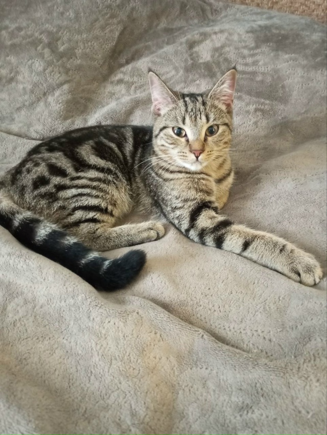 Прибились котята (мальчик и девочка), может кто-то ищет....