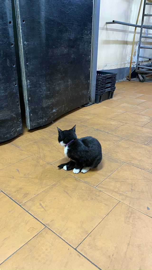 Потерялся котенок
Видно, что домашний, с фиолетовым ош?...