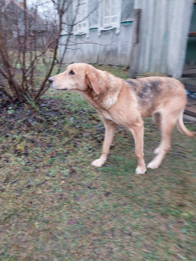 Ищем старого или нового хозяина.Девочка ,появилась в д....