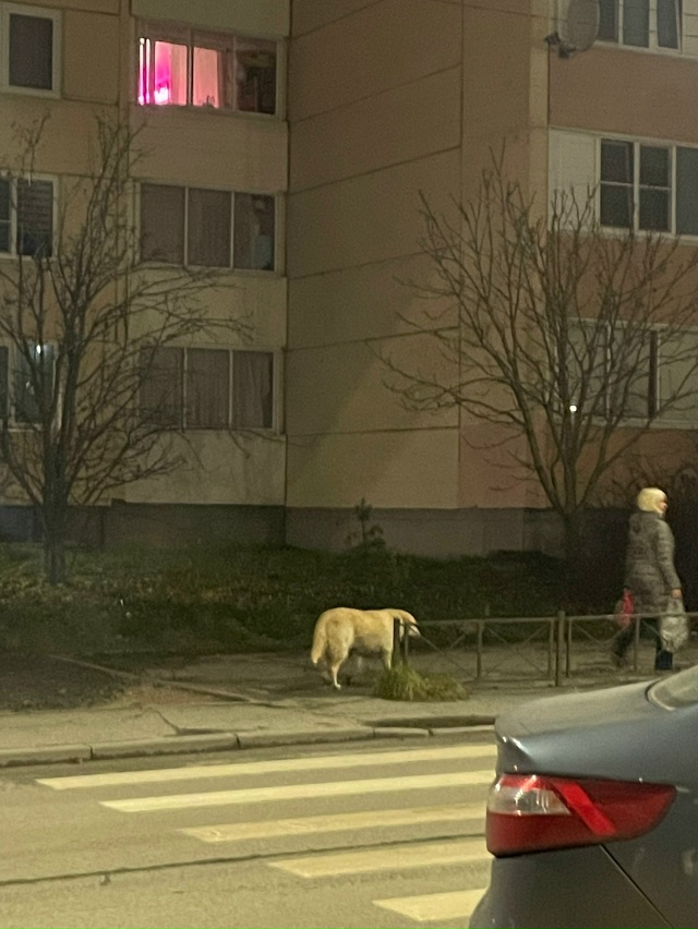 Здравствуйте. Я надеялась, что эту собачку поймали уже ...