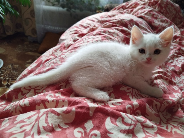 Котята в добрые руки. 89276665705