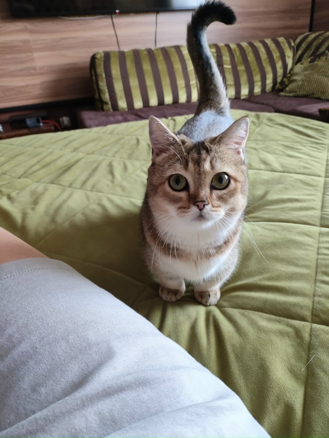 Потерялась кошка,на Лунной, если вдруг кто видел, знает...