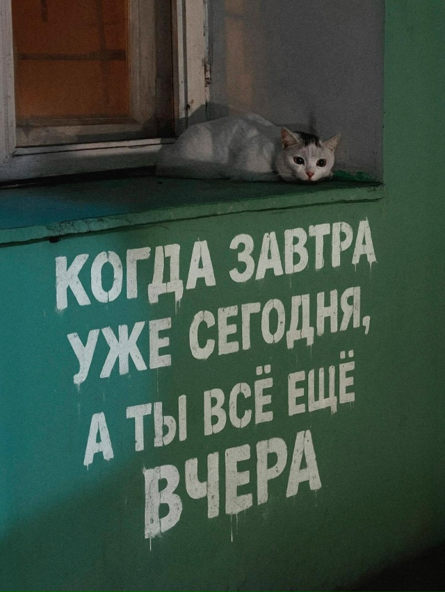 Советы от котиков