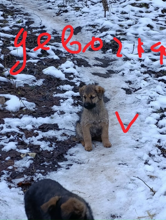 Окуловка. Ищем дом малышам,привезем,
звоните Татьяна, 8...