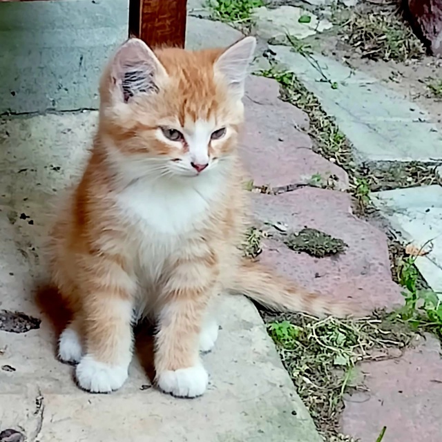 Трое котят, 2,5 месяца в Можайске
Дымчатая девочка и мал...