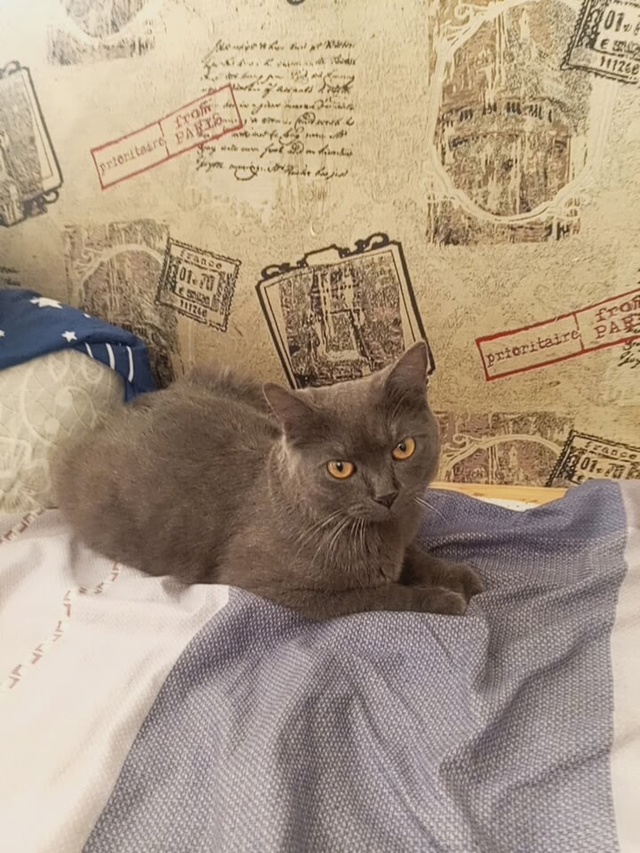 Нашли кошку , видимо потерялась взяли на передержку. Я ?...
