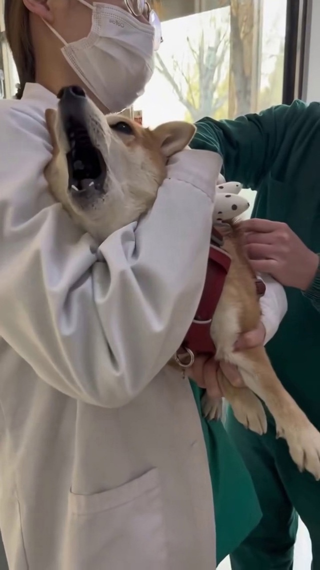 Оказывается СОБАКИ тоже сильно БОЯТСЯ уколов 🐕💉