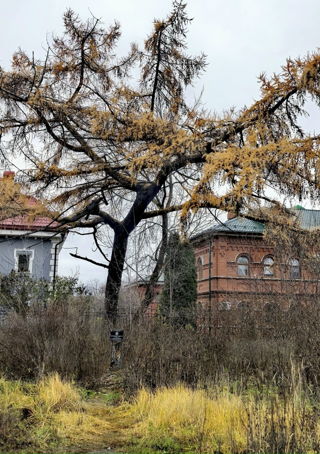 В Перми растет удивительное дeрево – лиственница, кото...