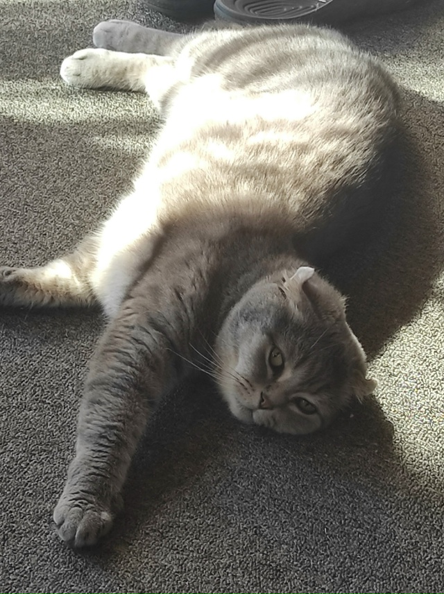 Кот Тимофей отдыхает на даче.