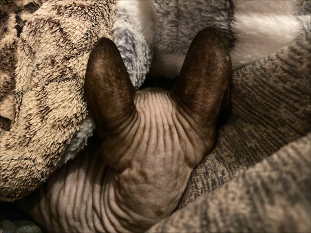 Мой любимый лысый попик Ева🥰❤️😍