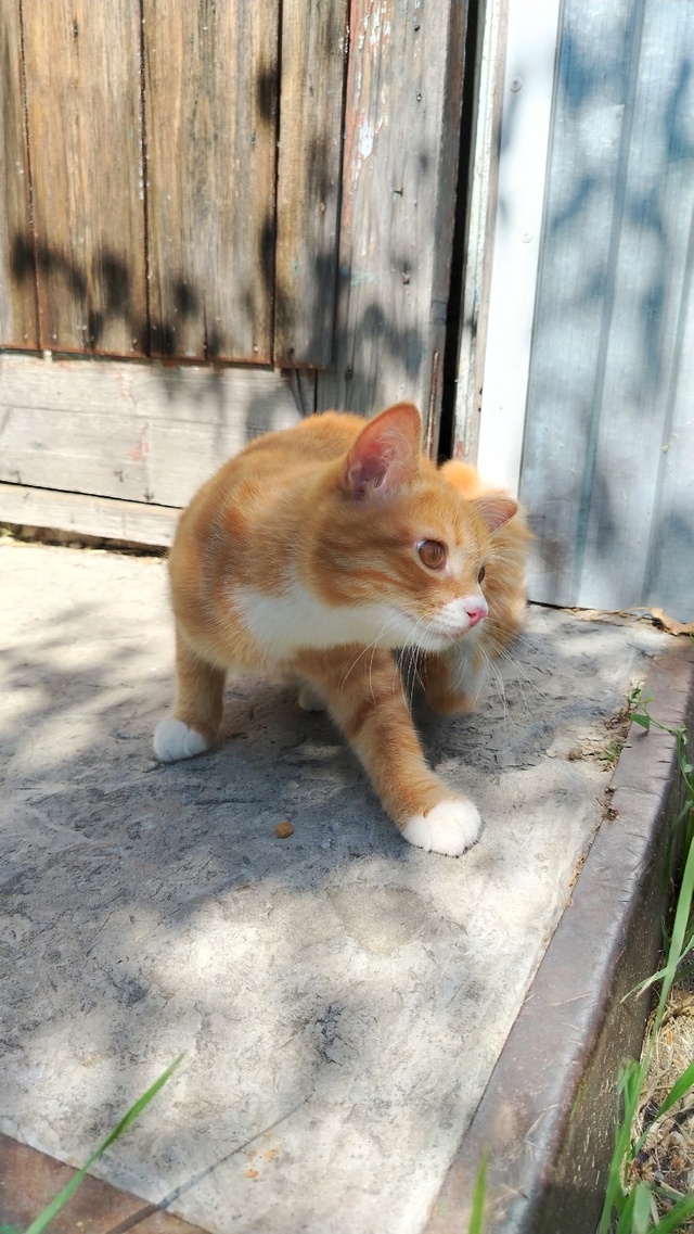 Молодой котик (мальчик) ищет своих хозяев .
Очень ласко?...