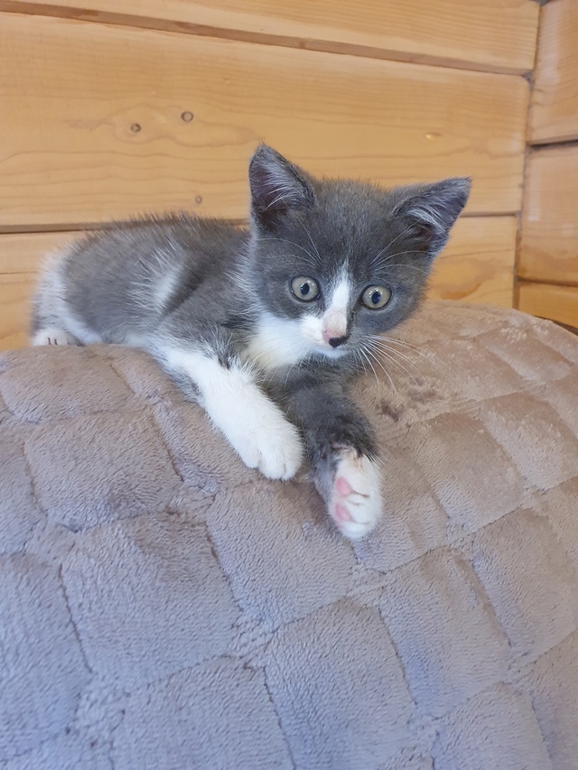 Котейка ищет дом в Можайске🐱🐈
Малыш спасён с улицы, п...