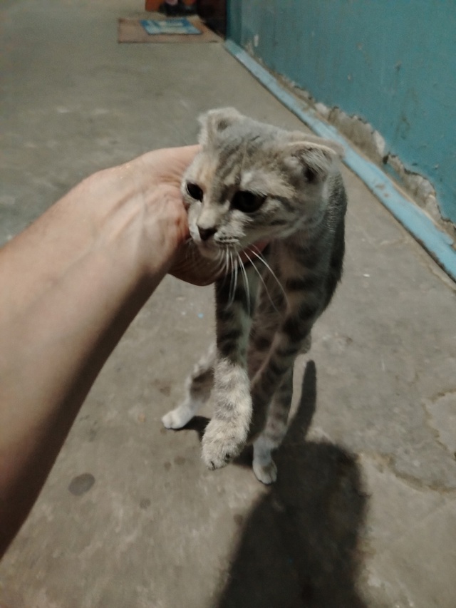 Чей котёнок. Энергетиков 15