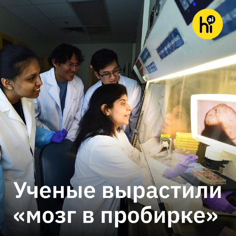 🧠 Ученые вырастили аналог целого человеческого мозга
Ученые из Университета Джона Хопкинса создали