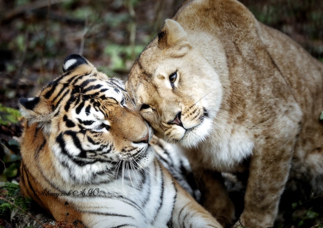 Зима на пороге, а в подмосковном Сафари‑парке — ни нам...