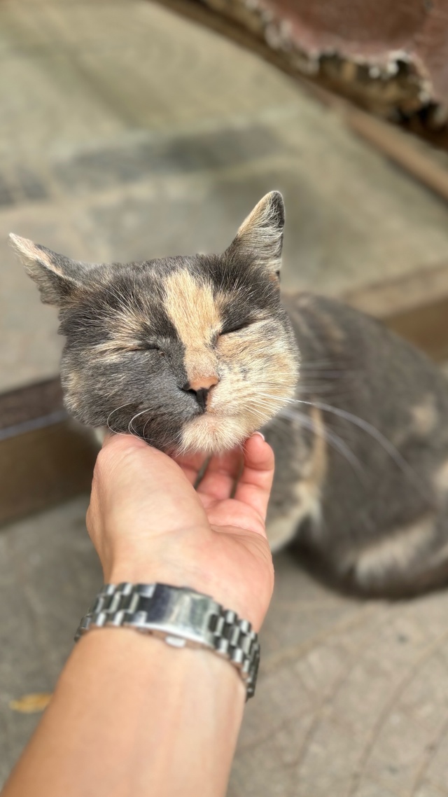 ‼️‼️🐈Вот такая милашка сидит уже очень давно мкр.Ша...