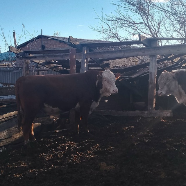 Продаются бычки, возраст полтора года, так же есть и 2.6 ?...