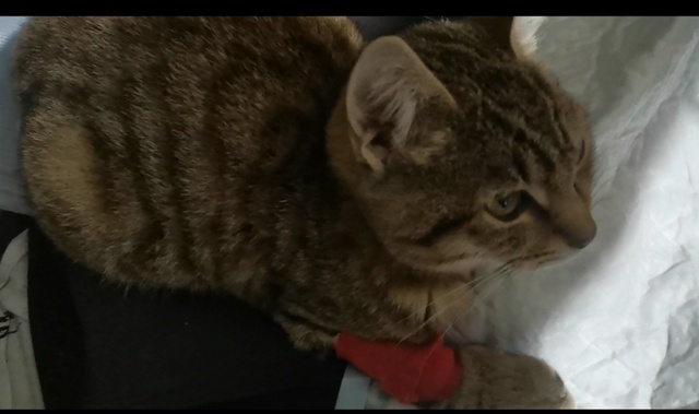 Котик с непростой судьбой ищет любящих хозяев!
Был най?...