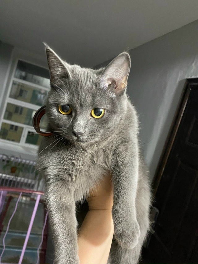 Найдена кошечка по адресу ул. Советская, 55, коричневый ?...