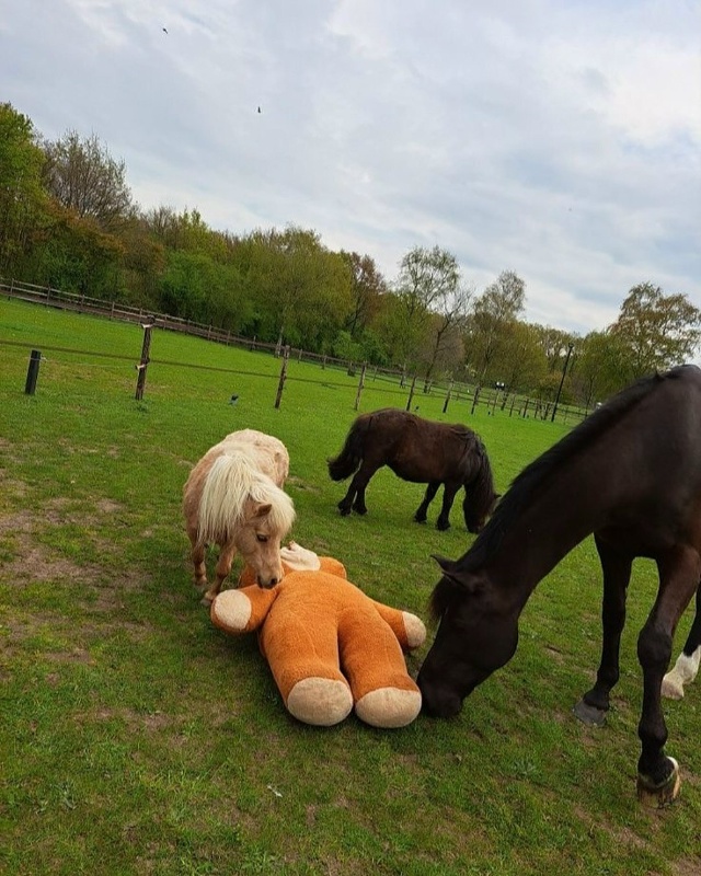 У некоторых лошадей есть свои мягкие игрушки для эмоци...