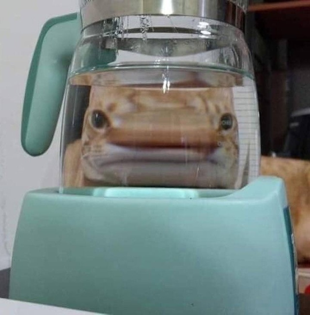 доза кисьих смешнявочек