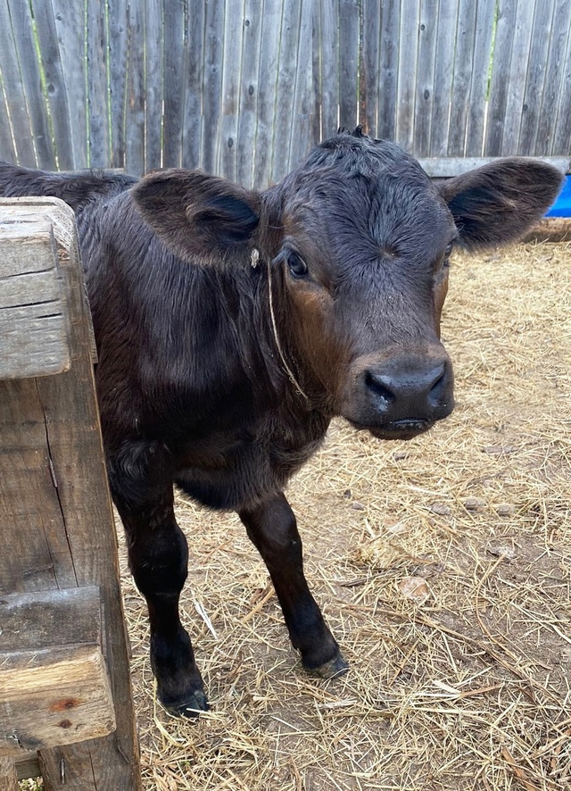 🐮Сотрудники УФСИН занялись разведением новых пород к...