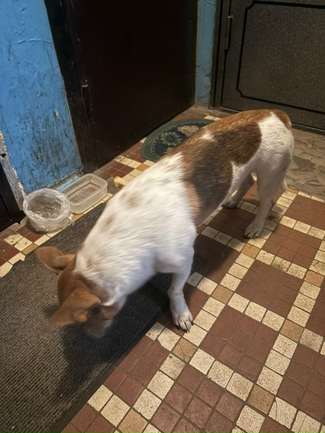 ❗️Хозяин отзовись❗️
Этот малыш сидит в подъезде со ?...