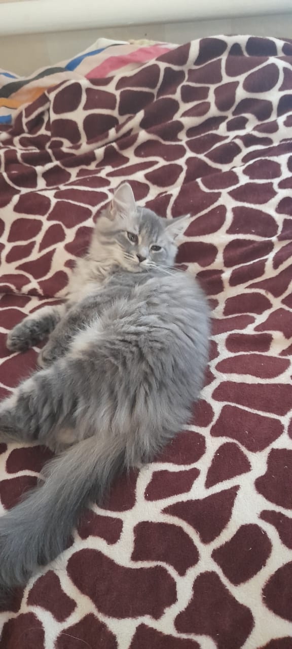 Одам 5 котят. 2 обычные, серый и черный мальчики 2.5мес. И 3...