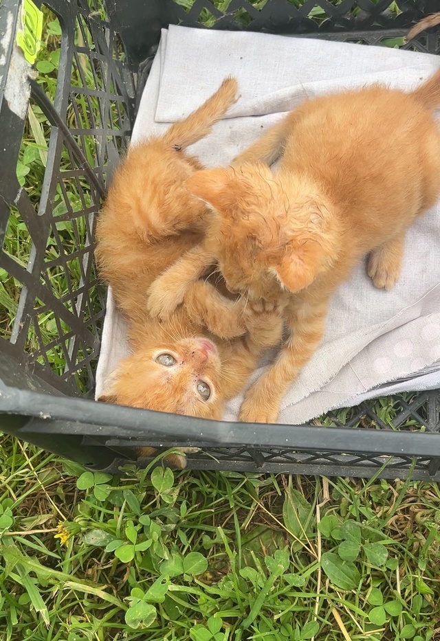 Котята ищут дом!!!🐈🐈‍⬛
В добрые и надежные руки🥰