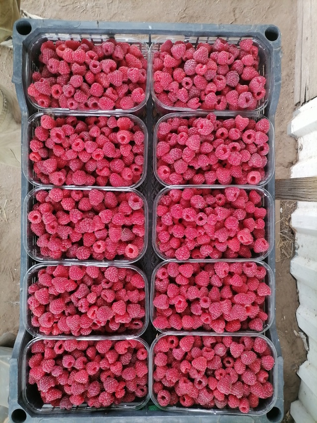 Продам малину, клубнику собранна сегодня т. 89002828343