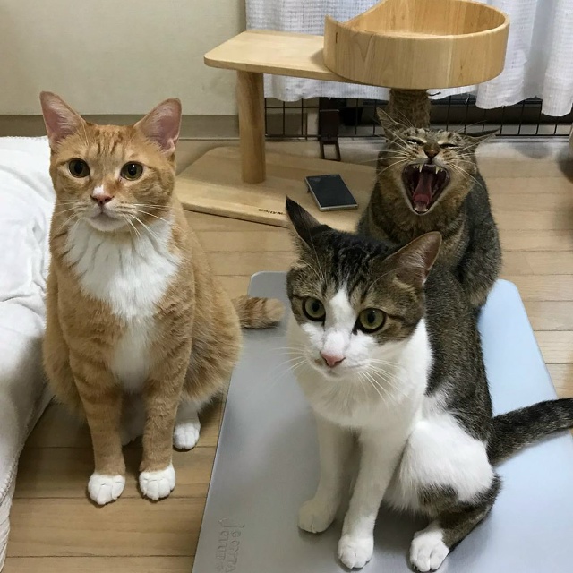 — Что такое красота?
— Это дом, где два кота.
— Что так...