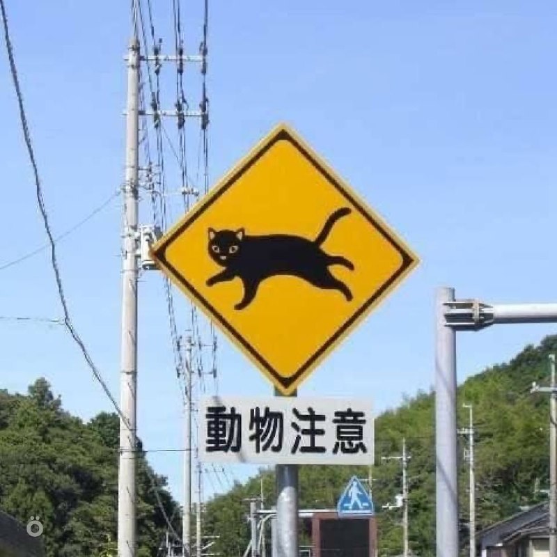 В Японии дорожные знаки предупреждают не только о поворотах и машинах, но и о животных — на трассах