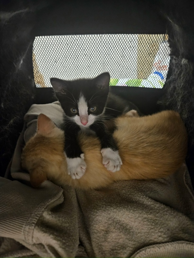 Ну штош, я считаю, что я ебанько, а мне сказали, что я с д?...