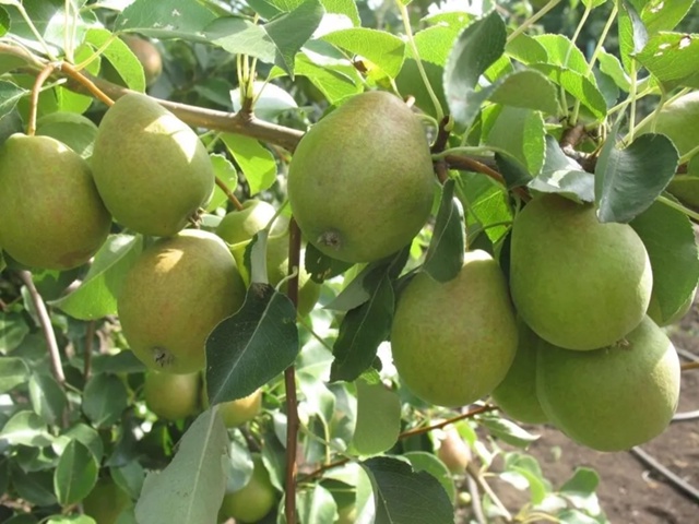 ‼️Отличная новость для садоводов г.Бузулук!
🌿🌳 9 Окт...