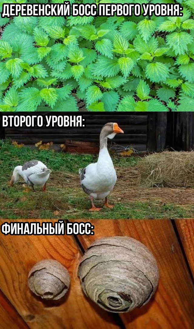 А шершень то вообще не проходимый уровень