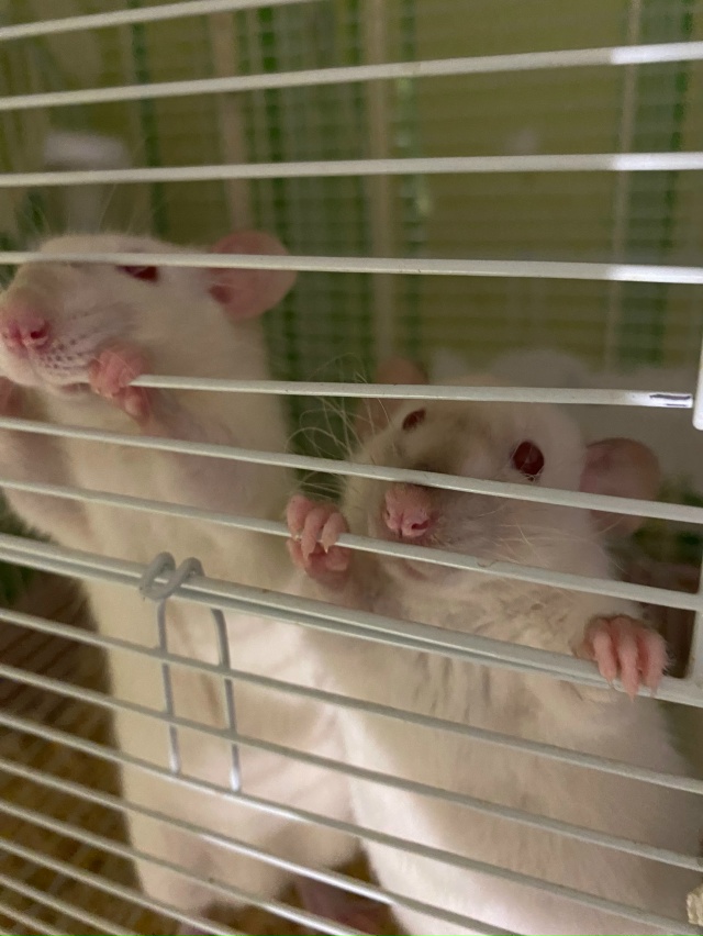 Отдам крысок, малышам около месяца, взрослым около пол?...