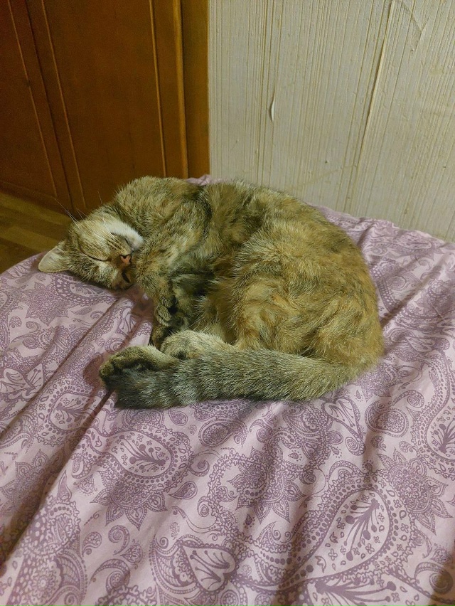 Пропала кошка
Отзывается на имя Соня
Пропала в районе...