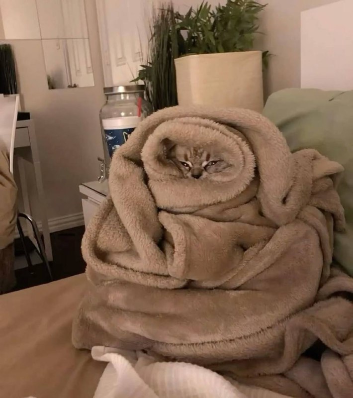 Девочки, сегодня отмечается день укутывания в пледы!
С планами на день все теперь понятно 😈