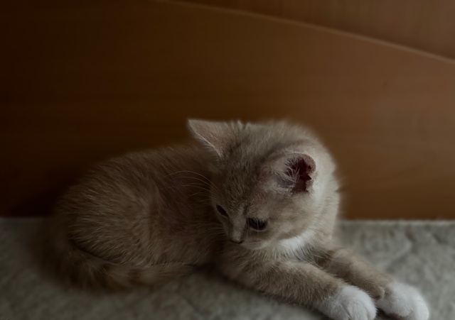 Отдам котят в добрые руки
2 Мальчика
Британцы
К лотку ?...